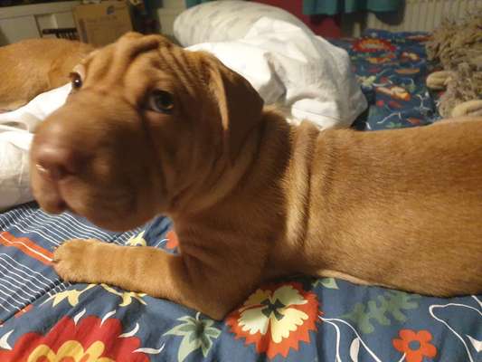 Shar Pei Mischlinge-Beitrag-Bild