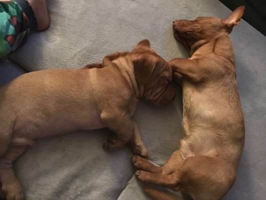 Welpen Bilder !-Beitrag-Bild