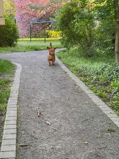 Shar Pei Mischlinge-Beitrag-Bild