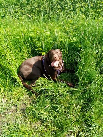 Die Dogorama Monats Challenge "Es grünt und blüht"-Beitrag-Bild