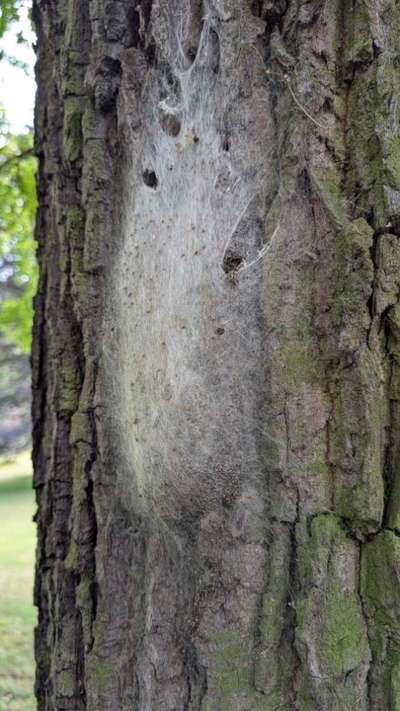 Giftköder-Eichen-Prozesionspinner-Bild