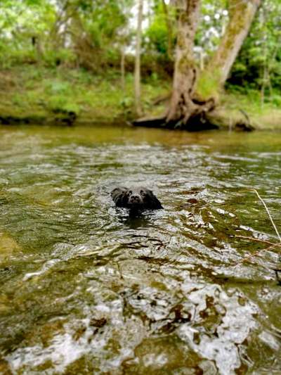 Dogorama-Monats-Challenge-Mai "Wasser"-Beitrag-Bild