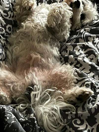 Hands,äh Pfoten up in the Air-Beitrag-Bild