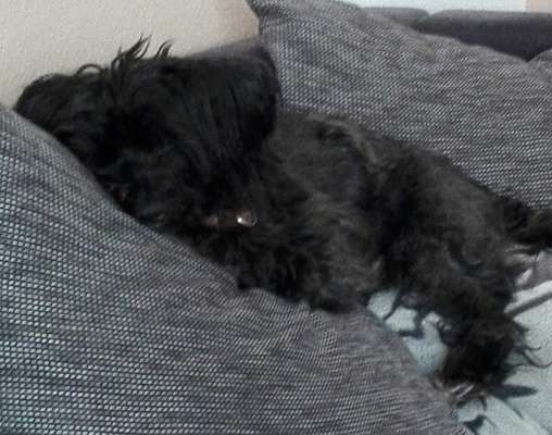 Unsere Fellnasen im Regenbogenland-Beitrag-Bild