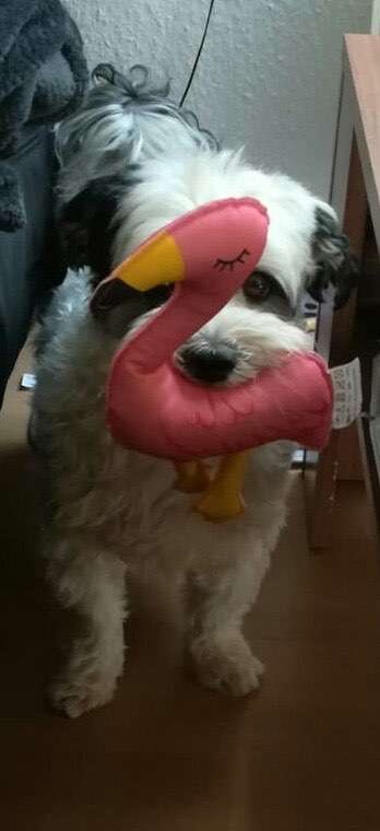 Video-Challenge Nr. 7 
Dein Hund mit Spielzeug-Beitrag-Bild