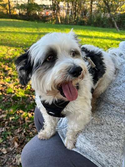 Dogorama Photo Challenge - Mäulchen auf-Beitrag-Bild