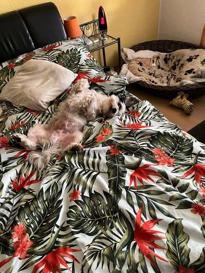 Relaxen im bett-Beitrag-Bild