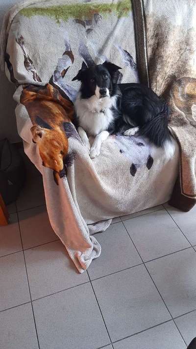 Suche einen wintermantel für meinen bordercollie 60cm-Beitrag-Bild