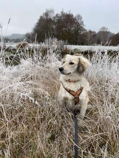 Mischlingshunde Foto Aufruf-Beitrag-Bild