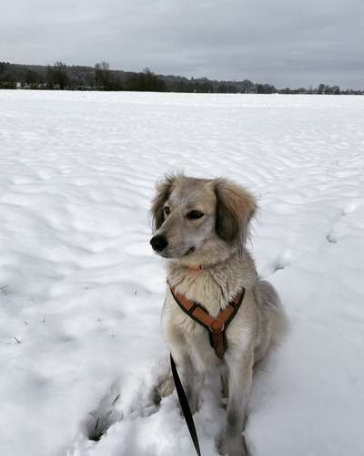 Mischlingshunde Foto Aufruf-Beitrag-Bild