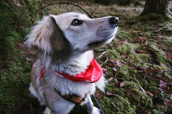 Mischlingshunde Foto Aufruf-Beitrag-Bild