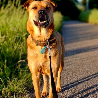Traumhunde?-Beitrag-Bild