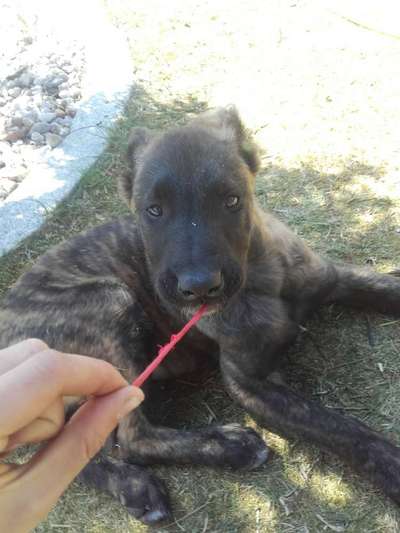 Welpen Bilder !-Beitrag-Bild