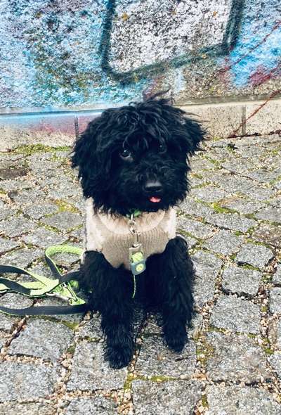 Dogorama Photo Challenge - Euer Hund der Begleiter-Beitrag-Bild