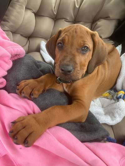 Welpen Bilder !-Beitrag-Bild