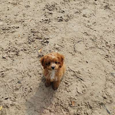 Hundetreffen-Pepe sucht einen Spielkameraden ,am besten kleine Hunde-Bild