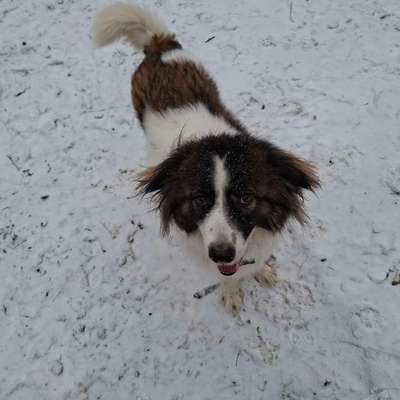 Hundetreffen-Loki sucht trainigspartner/inen-Bild