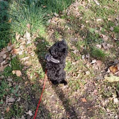 Hundetreffen-Treffen für Spaß und Spiel-Bild