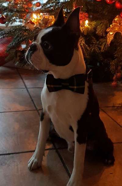 Fotochallange nr. 106
Der geschmückte Hund.-Beitrag-Bild