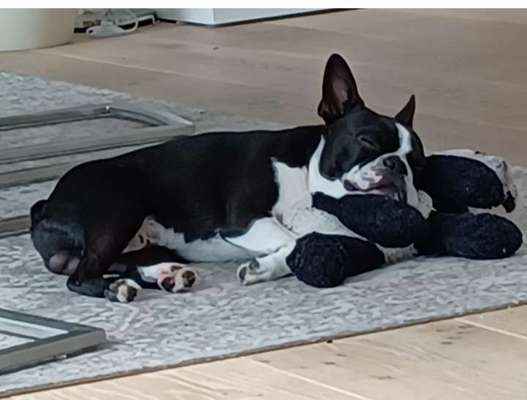 Euer Hund und sein Lieblingskuscheltier-Beitrag-Bild