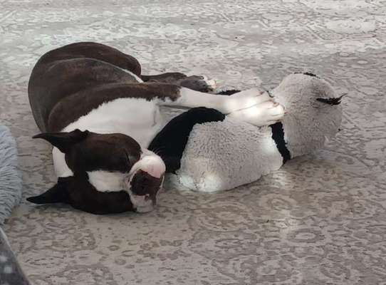 Euer Hund und sein Lieblingskuscheltier-Beitrag-Bild