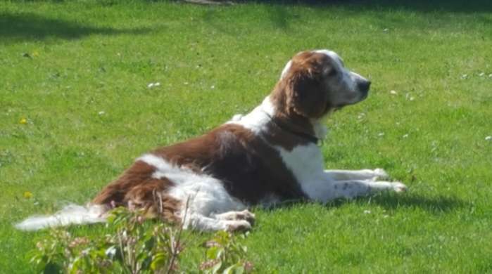 Unsere Fellnasen im Regenbogenland-Beitrag-Bild