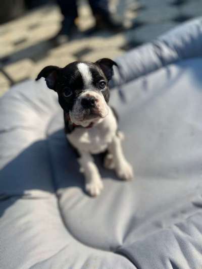 Welpen Bilder !-Beitrag-Bild