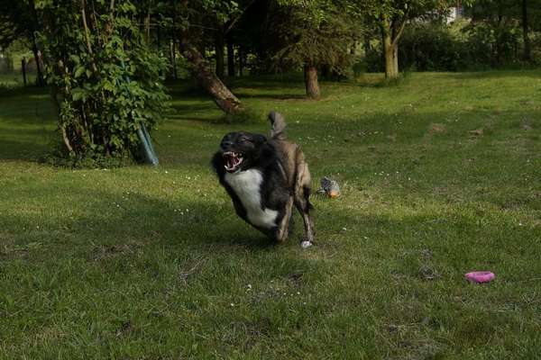 Zeige das lustigste Bild eures Hundis-Beitrag-Bild