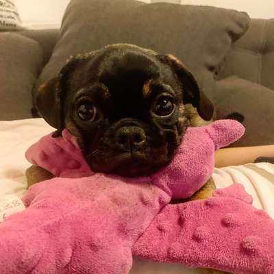 Dogorama Photo Challenge - Hundeblick zum hinschmelzen-Beitrag-Bild