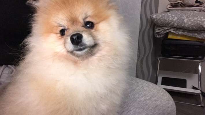 Maulkorb-Beitrag-Bild