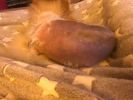 Großflächiger Fellverlust-Beitrag-Bild