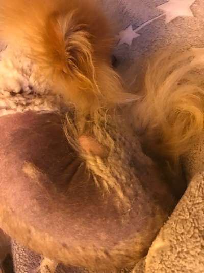 Großflächiger Fellverlust-Beitrag-Bild