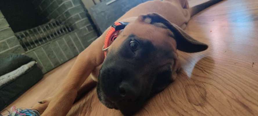 Rassensuche Cane Corso Italiano-Beitrag-Bild