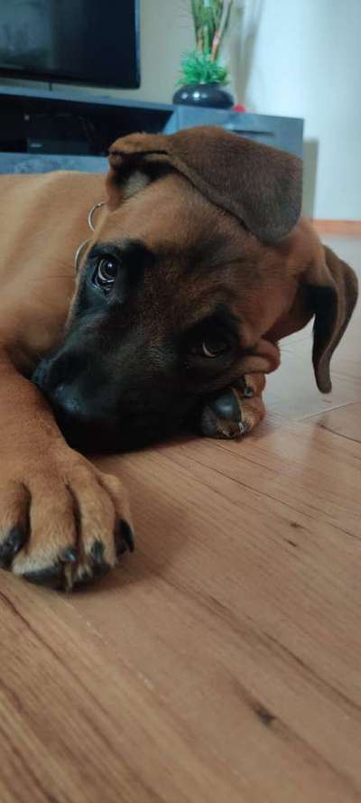 Welpen Bilder !-Beitrag-Bild