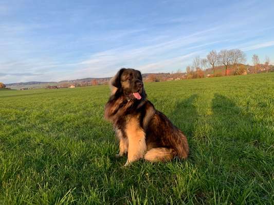 Die Dogorama Kalender Challenge Titelbild-Beitrag-Bild