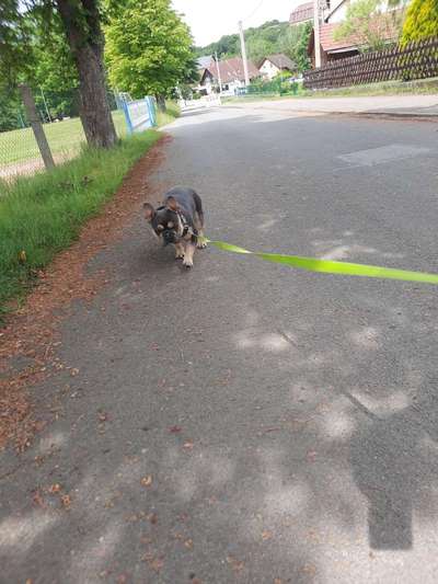 Hundetreffen-Wer Lust hat kann sich gerne melden 🐕🚶‍♂️🤗-Bild