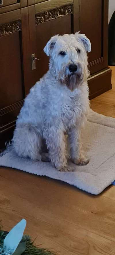 Gibt es hier Irish Soft Coated Wheaten Terrier Besitzer?-Beitrag-Bild