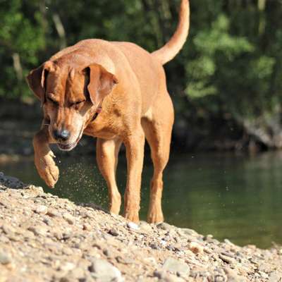 FOTOCHALLENGE - Nr. 74 Ugly Dog: Zeige das schlimmste Foto von deinem Hund-Beitrag-Bild