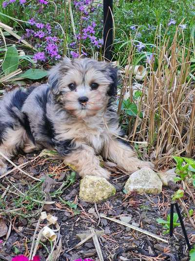 Die Dogorama Kalender Challenge Teil 3/4-Beitrag-Bild