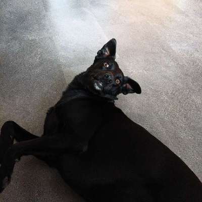 Hundetreffen-Spiel- und Laufpartner gesucht-Bild