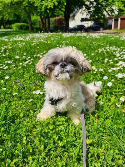 Shih Tzu von Jung bis Senioren-Beitrag-Bild