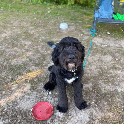 Hundetreffen-Hundetreff zum Üben/ Spielen-Bild