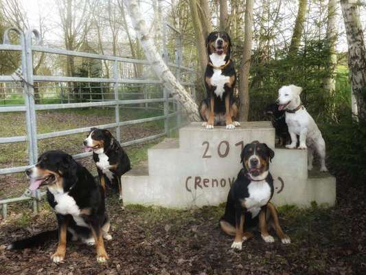 Hundetreffen-Treffen der Großen Schweizer Sennenhunde-Bild