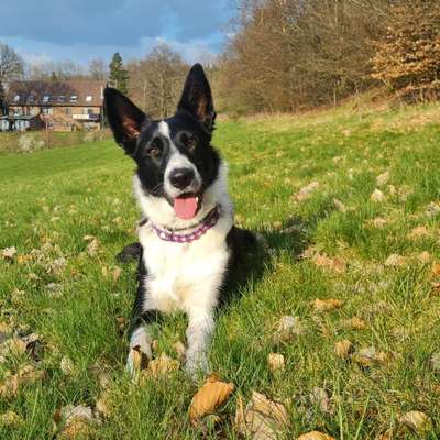Hundetreffen-Junghunde Runde-Bild