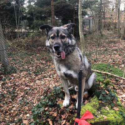 Hundetreffen-Social Walk-Bild