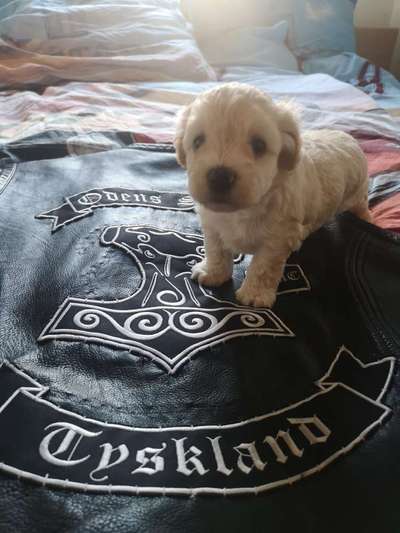 Welpen Bilder !-Beitrag-Bild