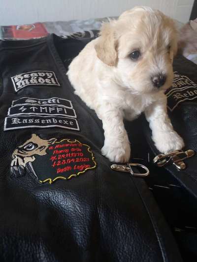 Welpen Bilder !-Beitrag-Bild