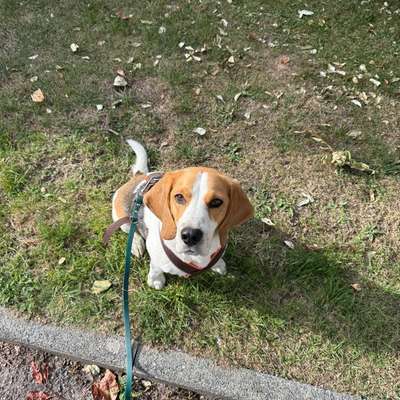 Hundetreffen-Gassigeh- & Spielpartner gesucht-Bild