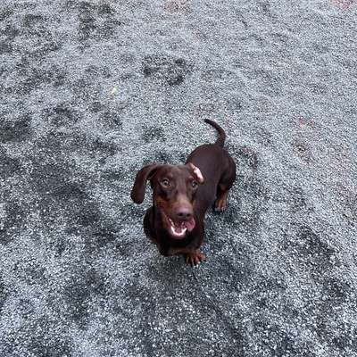 Hundetreffen-Spielfreunde gesucht-Bild