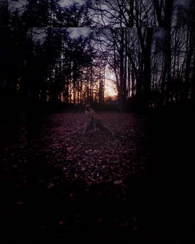 Hundetreffen-Spaziergänge und training-Bild